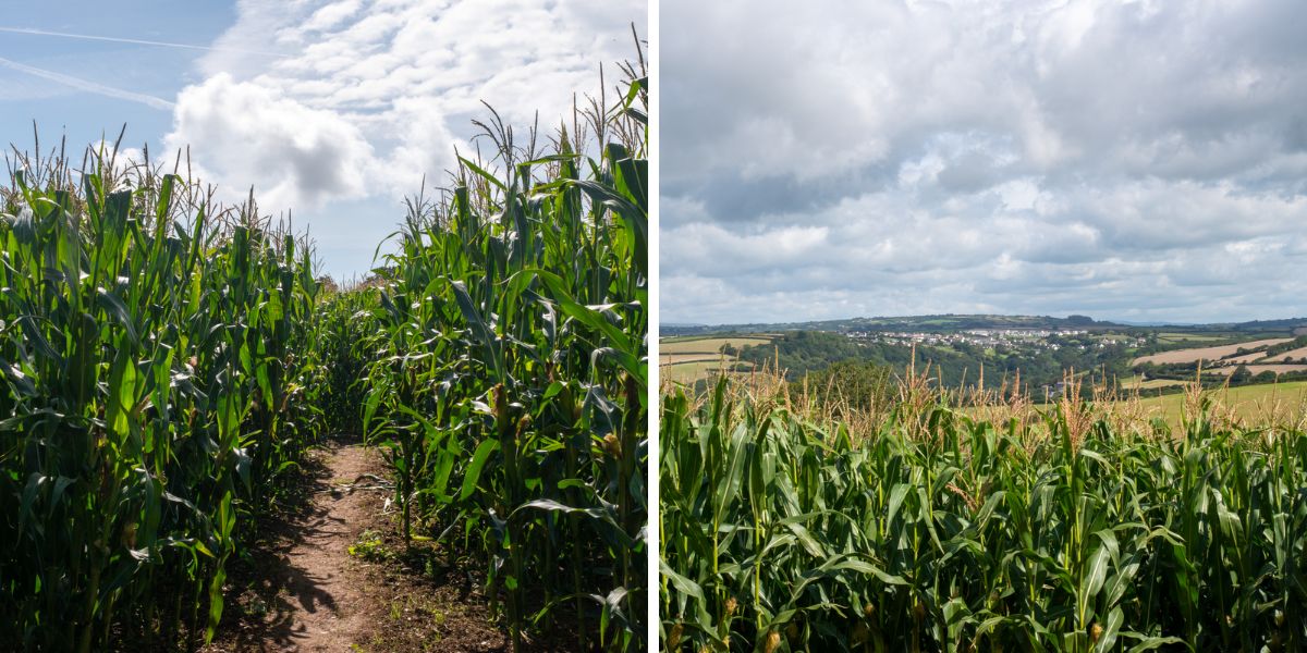 South Devon Maize Maze